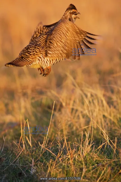 : Greater Prairie Chicken on Lek : Greater Prairie Chicken on Lek