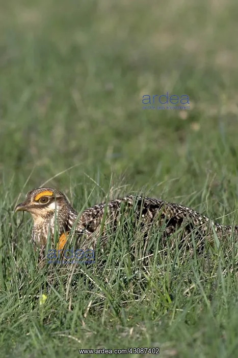 : Greater Prairie Chicken male : Greater Prairie Chicken male