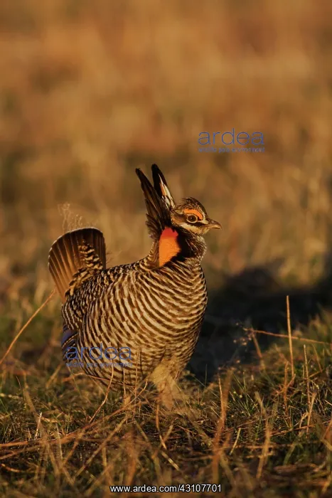 : Greater Prairie Chicken male : Greater Prairie Chicken male