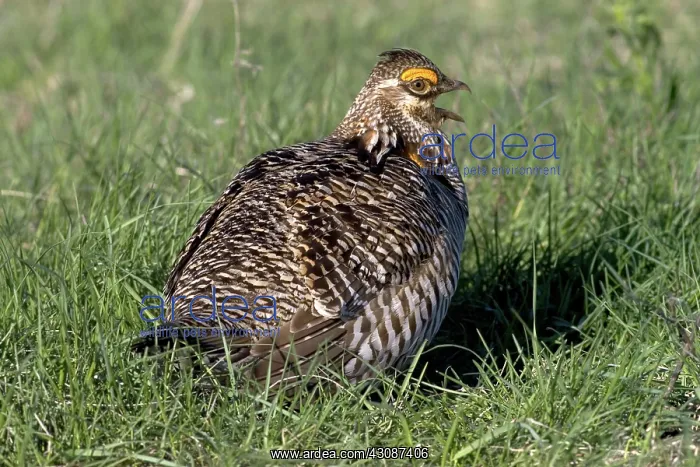 : Greater Prairie Chicken male displaying : Greater Prairie Chicken male displaying