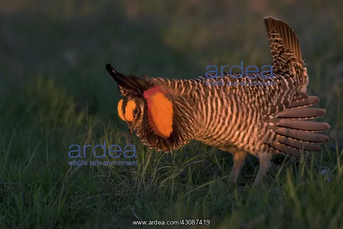 : Greater Prairie Chicken male displaying : Greater Prairie Chicken male displaying