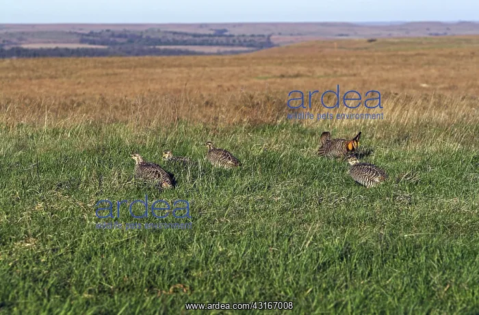 : Greater Prairie Chicken male displaying to females : Greater Prairie Chicken male displaying to females