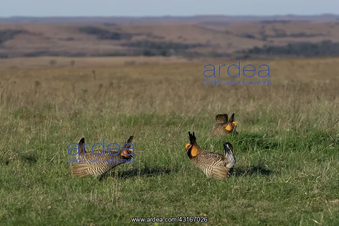 : Greater Prairie Chicken males displaying : Greater Prairie Chicken males displaying