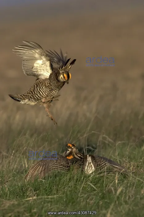 : Greater Prairie Chicken males fighting : Greater Prairie Chicken males fighting