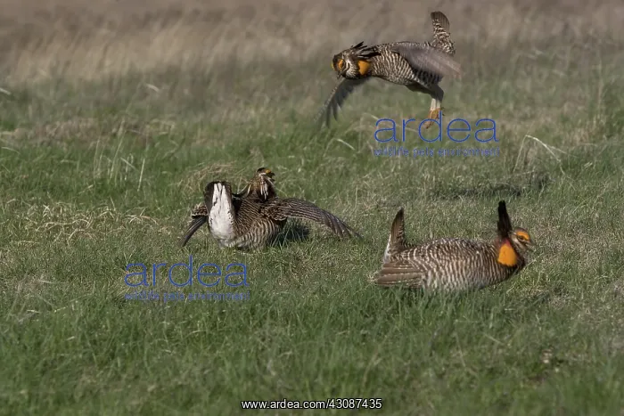: Greater Prairie Chicken males fighting and display : Greater Prairie Chicken males fighting and display