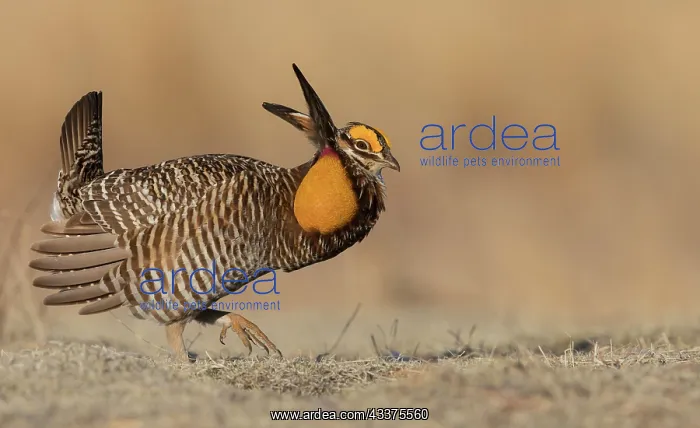 : Greater prairie chicken, morning dance : Greater prairie chicken, morning dance