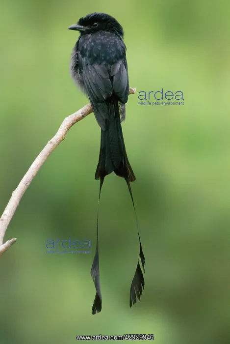 : Greater Racket-tailed Drongo : Greater Racket-tailed Drongo