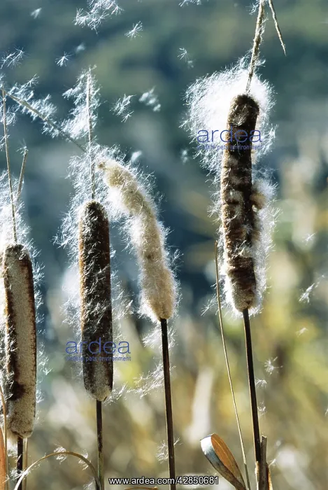 : Greater REED-MACE / Bulrush / Common Cattail : Greater REED-MACE / Bulrush / Common Cattail
