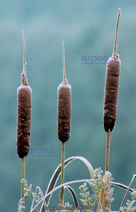 : Greater REED-MACE / Bulrush / Common Cattail - : Greater REED-MACE / Bulrush / Common Cattail -