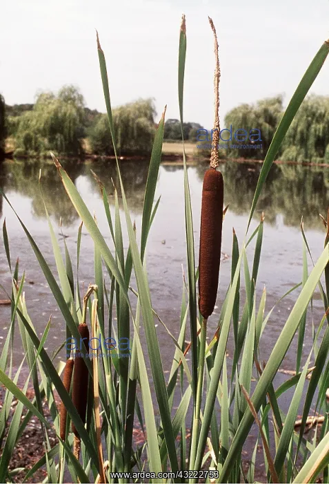 : Greater REED-MACE / Bulrush / Common Cattail : Greater REED-MACE / Bulrush / Common Cattail