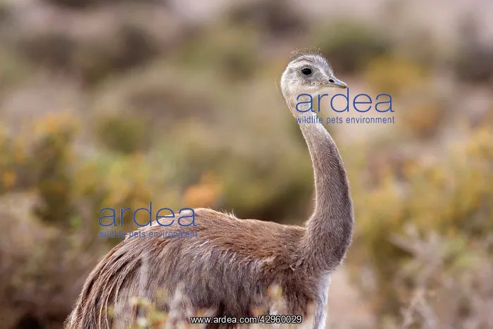 : Greater Rhea : Greater Rhea