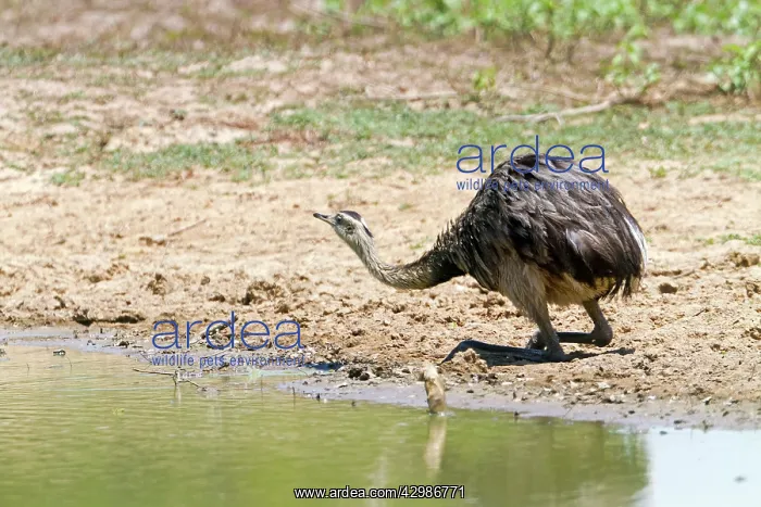 : Greater Rhea : Greater Rhea