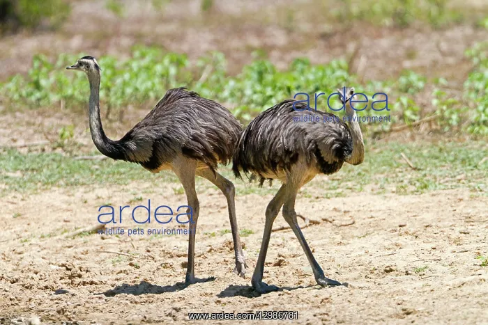 : Greater Rhea : Greater Rhea
