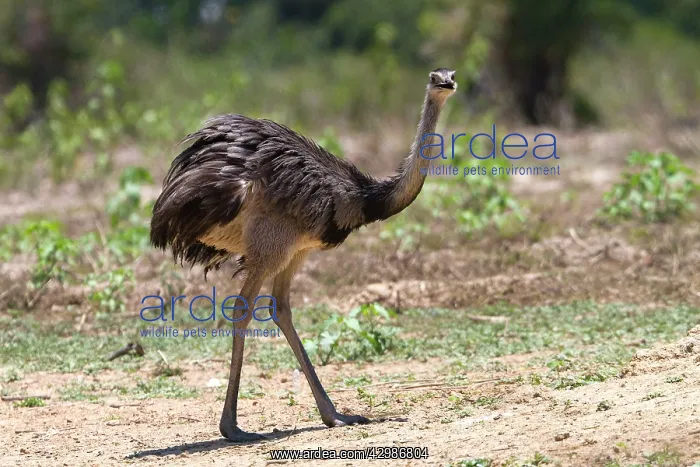  : Greater Rhea