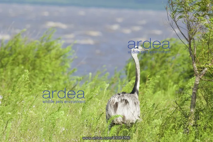 : Greater Rhea : Greater Rhea