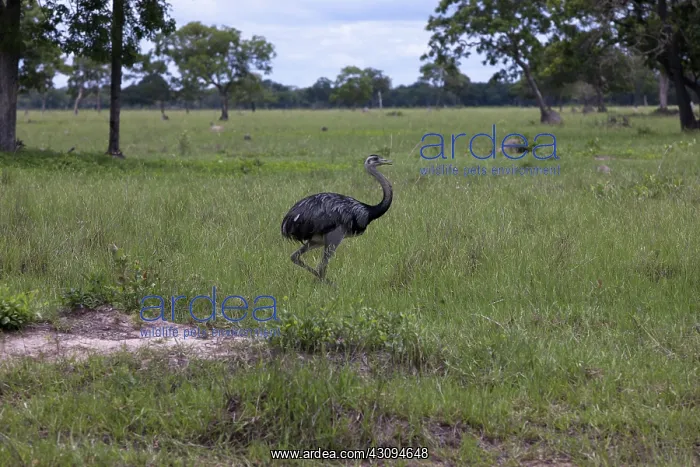 : Greater Rhea : Greater Rhea