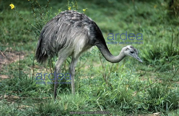 : Greater Rhea : Greater Rhea