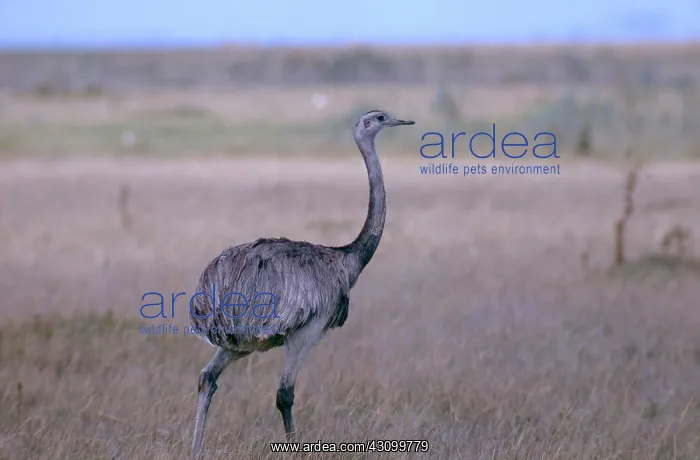 : Greater Rhea : Greater Rhea