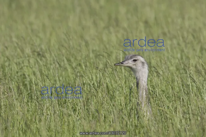  : Greater Rhea - adult female - Germany