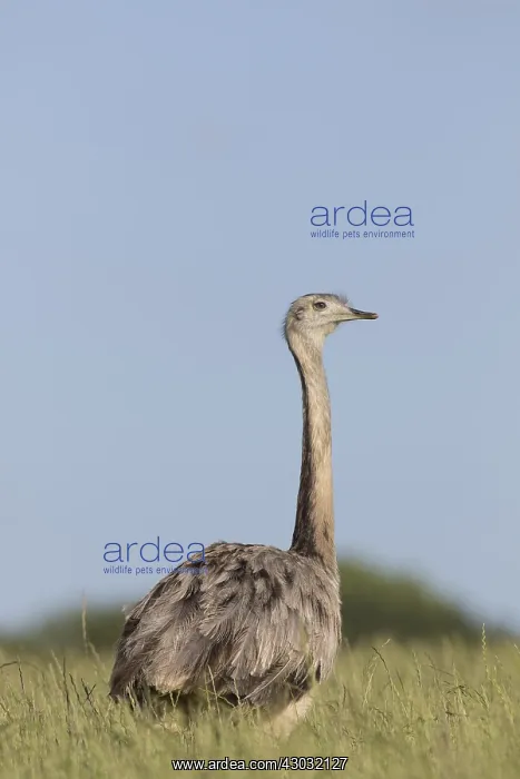 : Greater Rhea - adult female - Germany : Greater Rhea - adult female - Germany