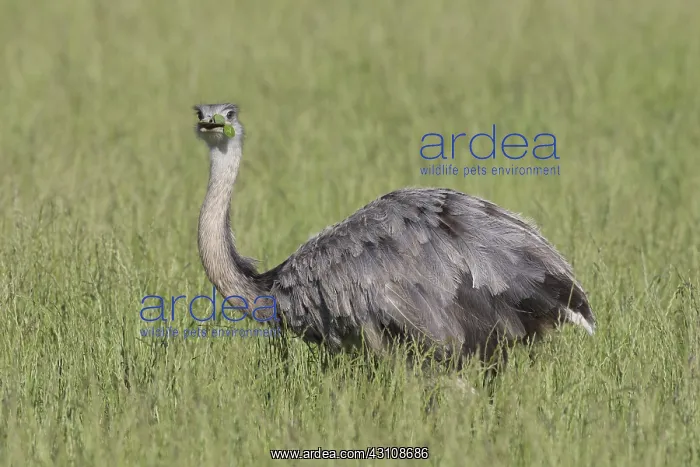  : Greater Rhea - adult female - Germany