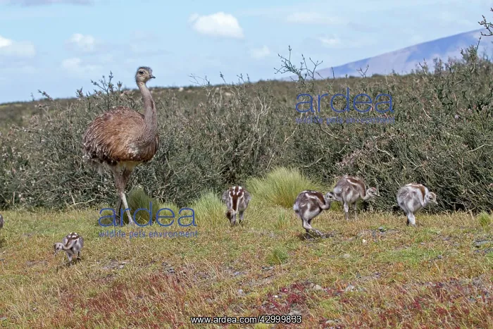 : Greater Rhea adult male and young : Greater Rhea adult male and young