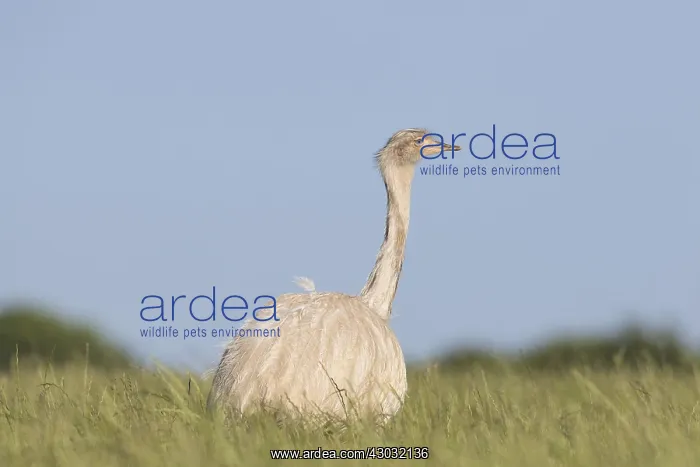  : Greater Rhea - adult white rhea - Germany