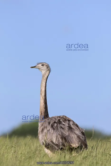 : Greater rhea, American rhea (Rhea americana), and : Greater rhea, American rhea (Rhea americana), and