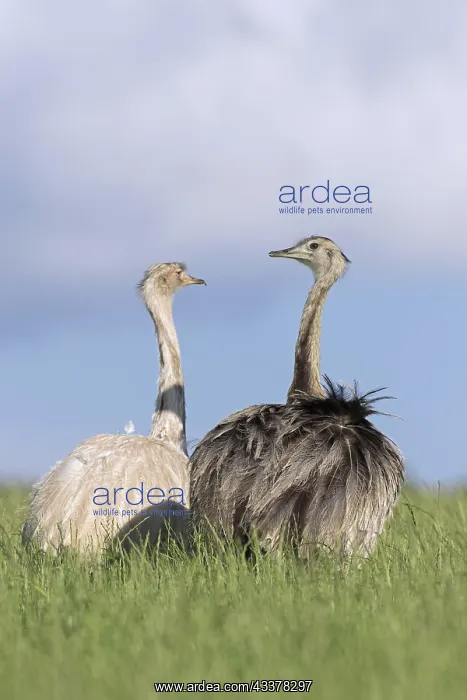  : Greater rhea, American rhea (Rhea americana), and