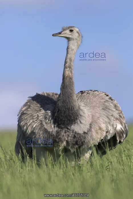 : Greater rhea, American rhea (Rhea americana), and : Greater rhea, American rhea (Rhea americana), and