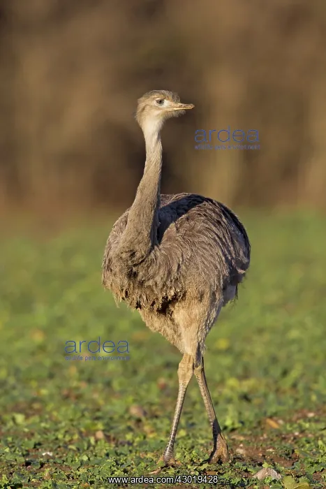  : Greater Rhea female