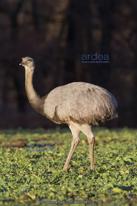  : Greater Rhea female