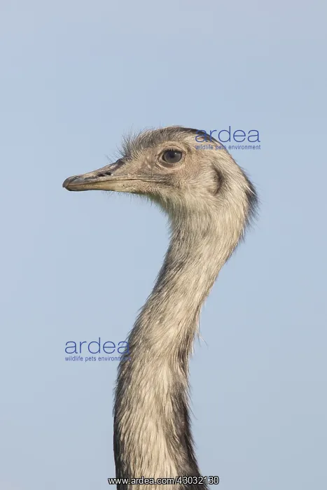  : Greater Rhea - female portrait - Germany