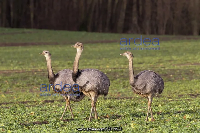  : Greater Rhea flock