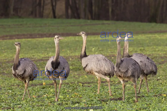  : Greater Rhea flock