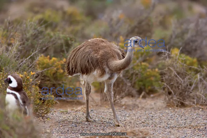  : Greater Rhea - foraging in Magellanic Penguin (Spheniscus