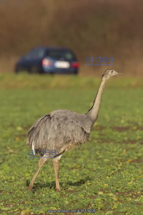  : Greater Rhea male