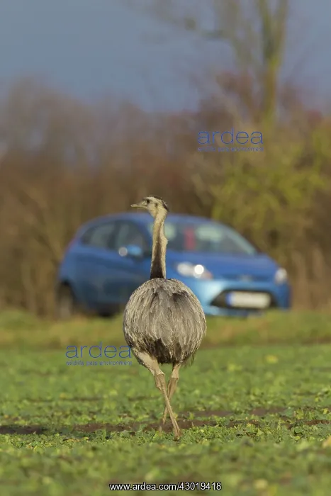  : Greater Rhea male