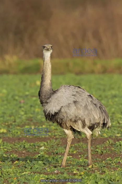  : Greater Rhea male
