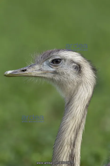  : Greater Rhea male