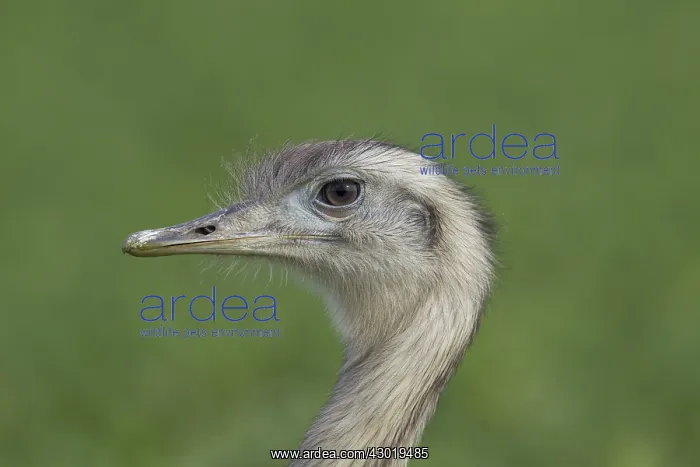  : Greater Rhea male