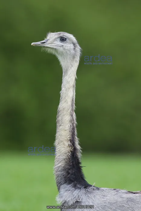  : Greater Rhea male