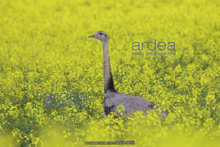 : Greater Rhea male in flowering rape field : Greater Rhea male in flowering rape field