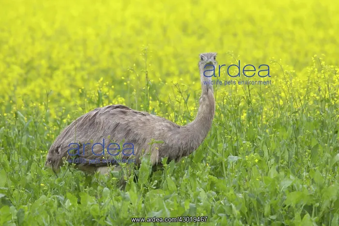 : Greater Rhea male in flowering rape field : Greater Rhea male in flowering rape field