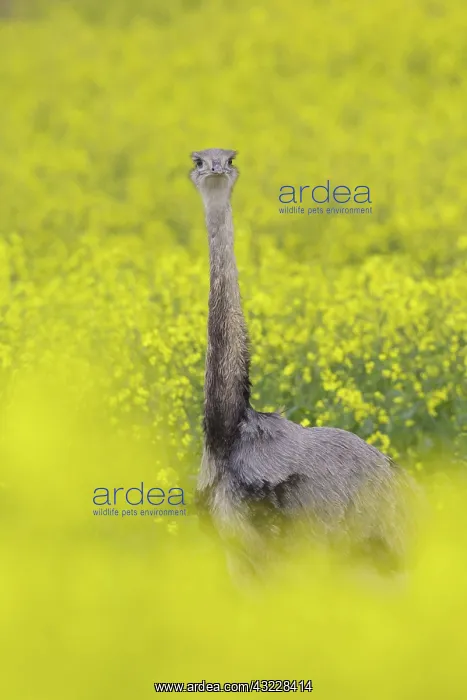 : Greater Rhea male in flowering rape field : Greater Rhea male in flowering rape field