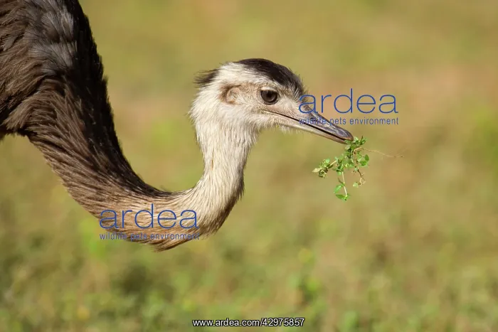 : Greater Rhea - portrait of an adult feeding on herbs : Greater Rhea - portrait of an adult feeding on herbs