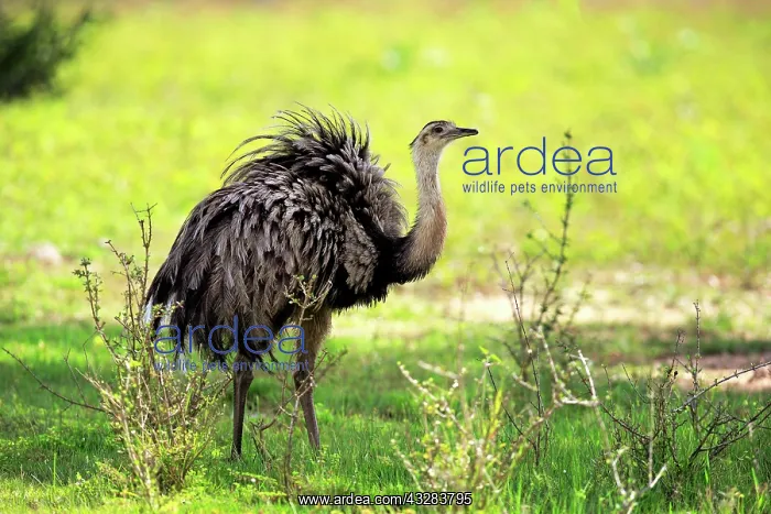 : Greater Rhea (Rhea americana) adult, Pantanal, Mato : Greater Rhea (Rhea americana) adult, Pantanal, Mato