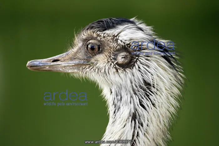 : Greater Rhea (Rhea americana), adult male, portrait : Greater Rhea (Rhea americana), adult male, portrait