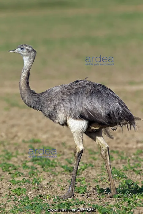 : Greater Rhea (Rhea americana), female native to : Greater Rhea (Rhea americana), female native to
