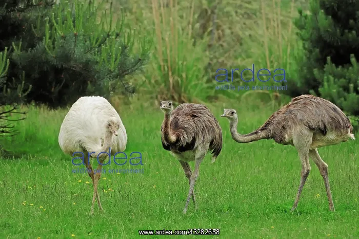  : Greater Rhea (Rhea americana), native to South America
